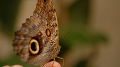 Butterflies zoo
