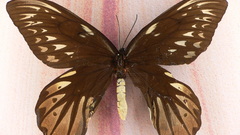 Butterfly Animals insects insect