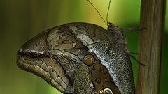 Butterfly Animals insects insect