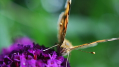 Butterfly Animals insects insect