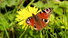 Butterfly Animals insects Peacocks