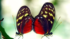 Butterfly Bug insects spiders