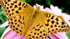 Butterfly drugelis peteliske insect