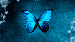 Butterfly effect insect