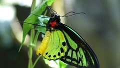 Butterfly Green color high