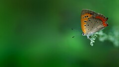 butterfly Green insect Animals green background