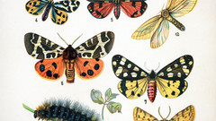 Butterfly high european Resolution