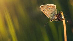 butterfly insect Animals macro Green yellow