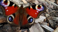 butterfly insect nature colorful Animals