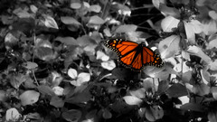 Butterfly insects Creative artwork