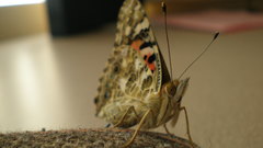 Butterfly insects high insect