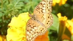 Butterfly insects insect