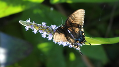 Butterfly insects leaves macro