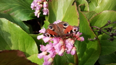 Butterfly insects leaves Plants
