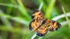 butterfly macro Green orange nature insect grass Animals