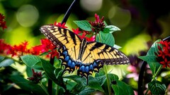 butterfly nature insect Plants macro