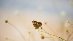butterfly nature Plants Animals insect