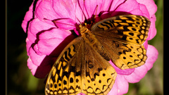 Butterfly pink flower insect