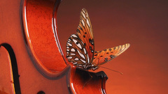Butterfly violins insect