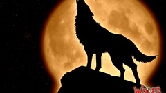 By is for wolfs