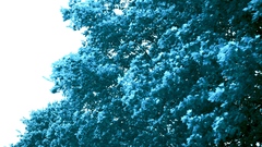 By orochiswe high Art