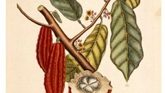 Cacao tree high nature