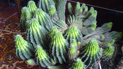 Cacti 007 high