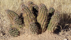 Cacti hedgehog