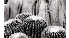 Cacti high
