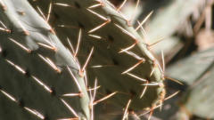 Cactus and road runner