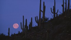 Cactus Arizona full moon National