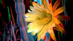 Cactus cactus flowers