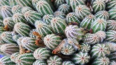 Cactus cactus flowers