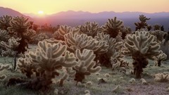 Cactus California national park joshua