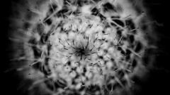 Cactus close-up grayscale