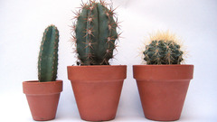 Cactus flowerpot