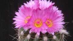 Cactus Flowers amazing flower