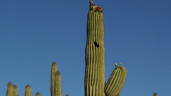 Cactus forest high nature