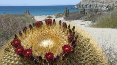 Cactus giant Mexico California gulf Catalina cactus flowers
