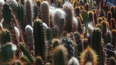 Cactus kaktusas augalas flower