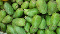 Cactus pears high