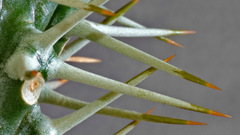 Cactus spikes macro