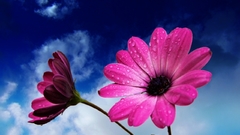 Caefe Flowers flower