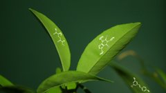 Caffeine tea leaves tea