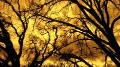 California devil mount diablo