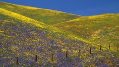 California fields