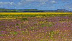 California fields Wildflowers National