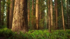 California grove Parks smith