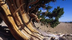 California grove pine trees