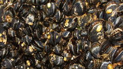 California mussel mytilus californianus